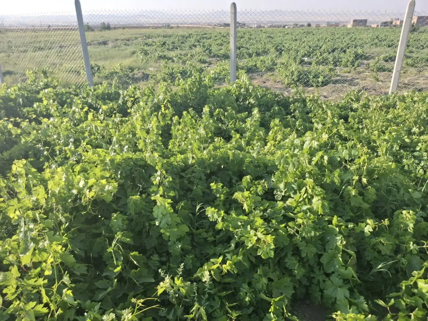 باغ انگور روستای زاغه