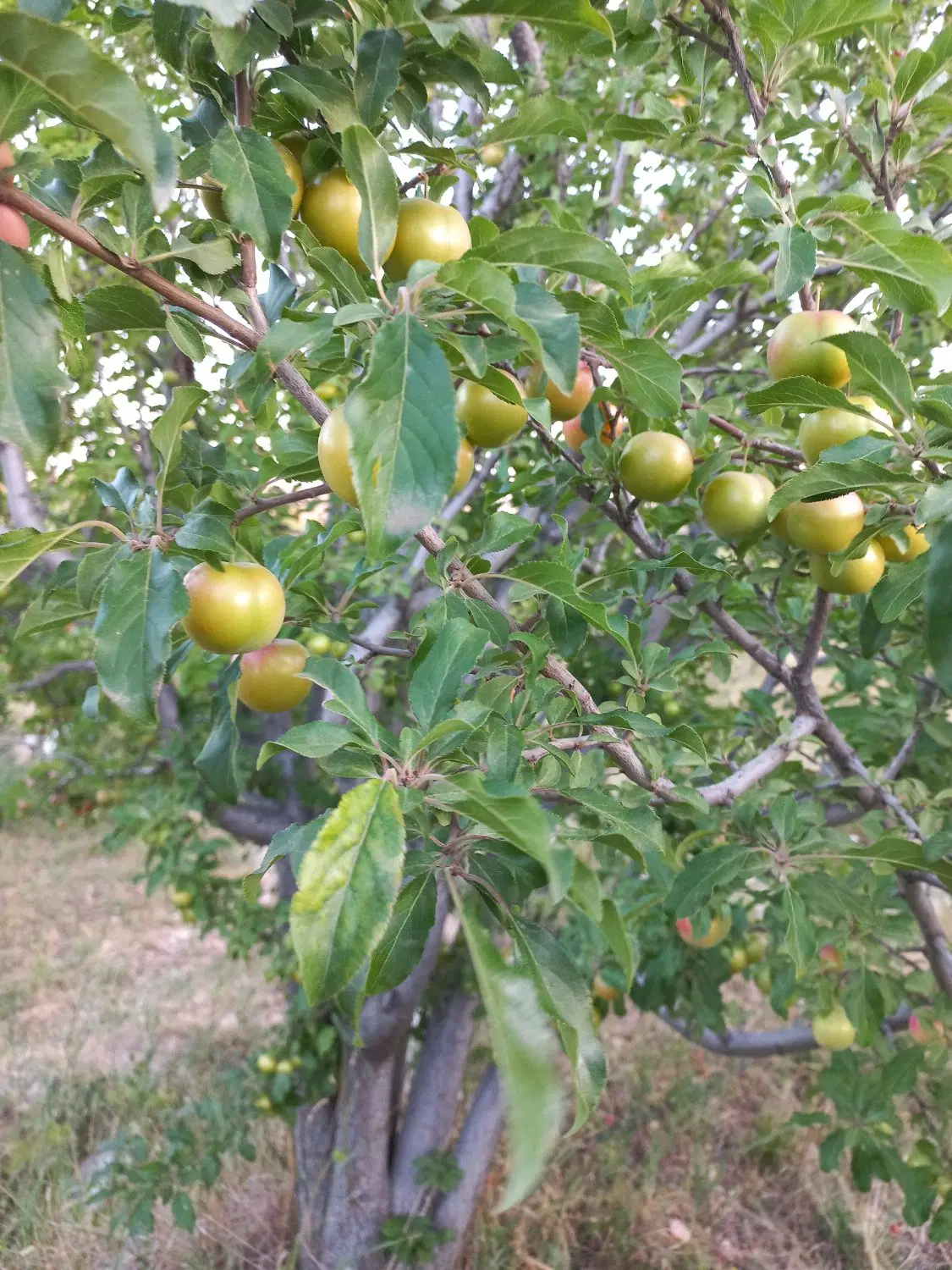 باغ روستای زرغان منطقه ویلایی آلدار