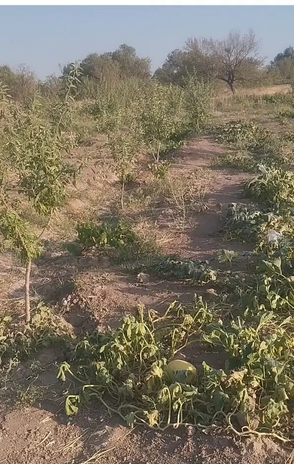 باغ