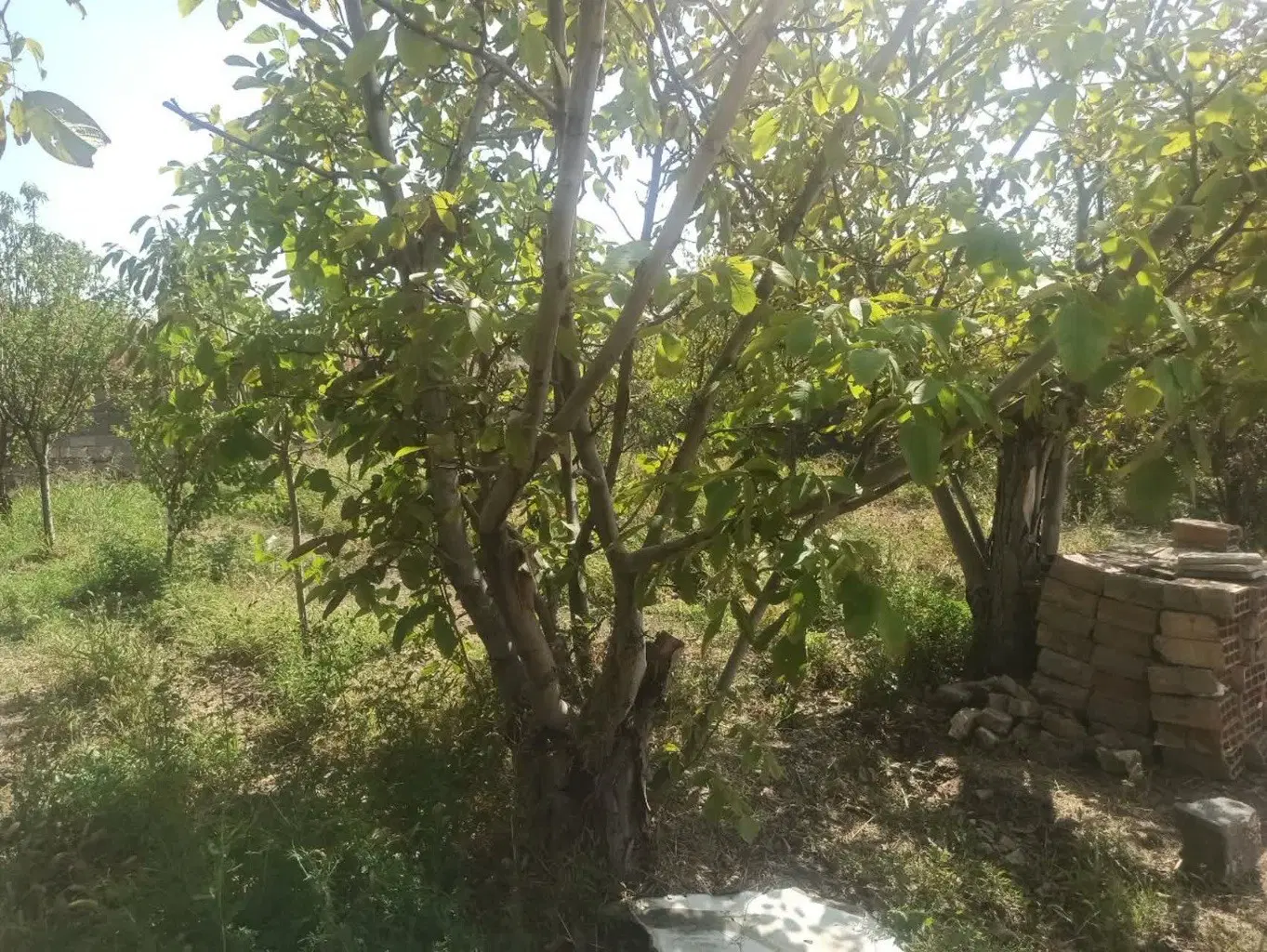 فروش زمین باغچه با سهمیه آب