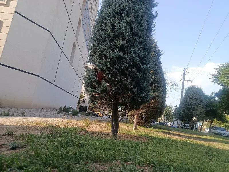 نگهداری باغ