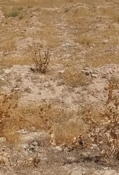 یک قطعه زمین در تپه صندل اباد