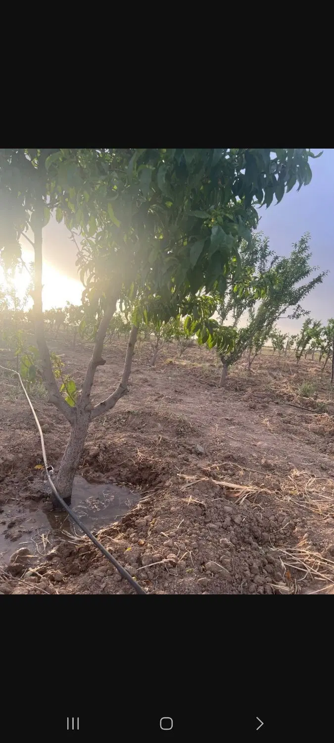 ۷۰۰ متر باغچه با درختان مثمر اقدام به سند