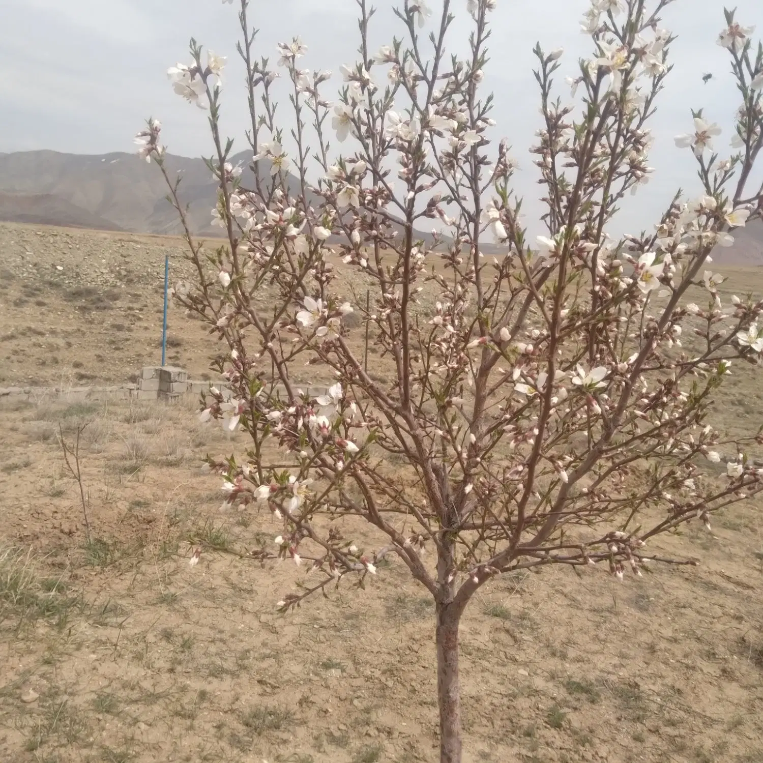 باغ در قزل قیه نهند