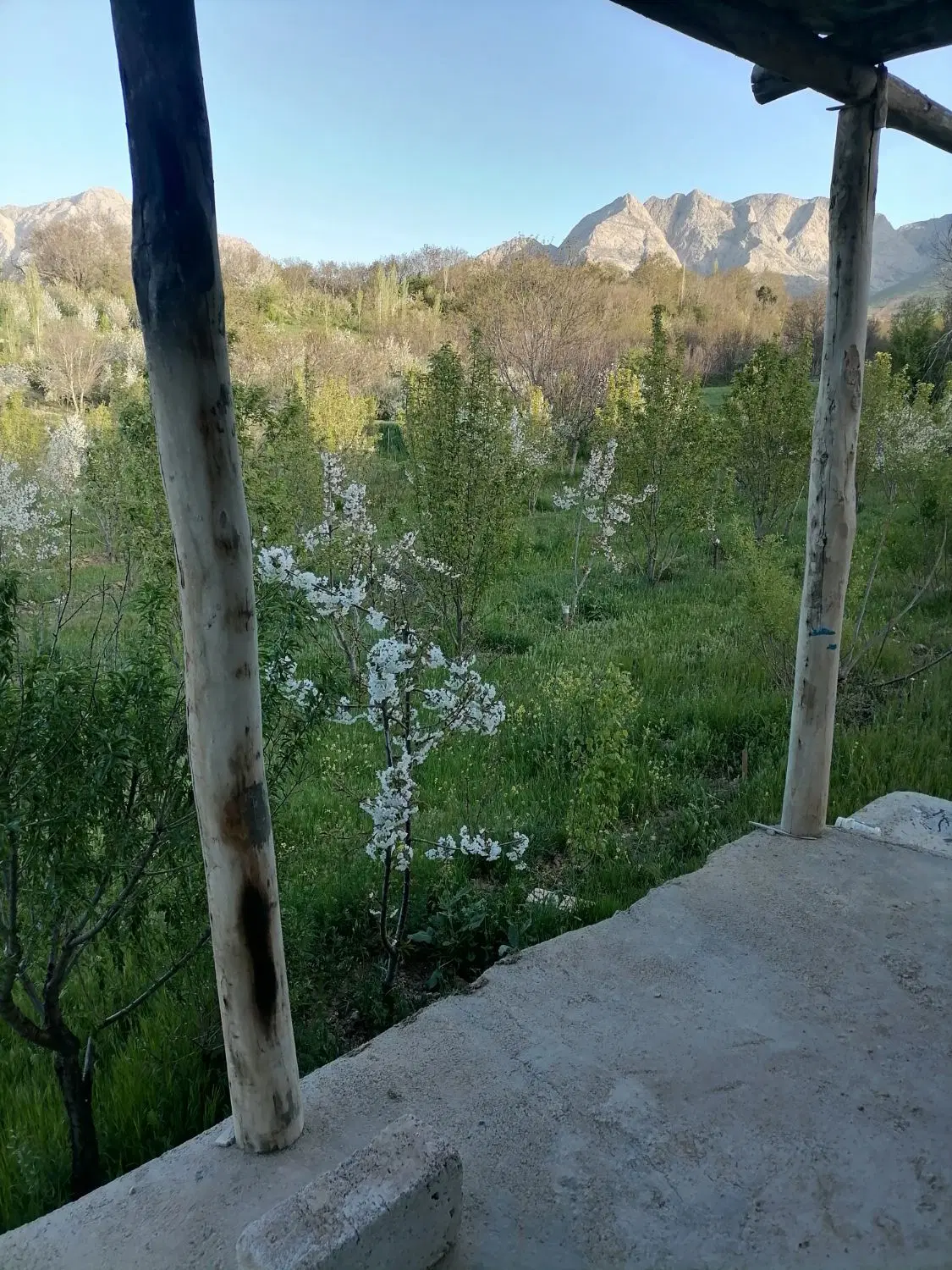 2100متر باغ فروشی روستای گریوان