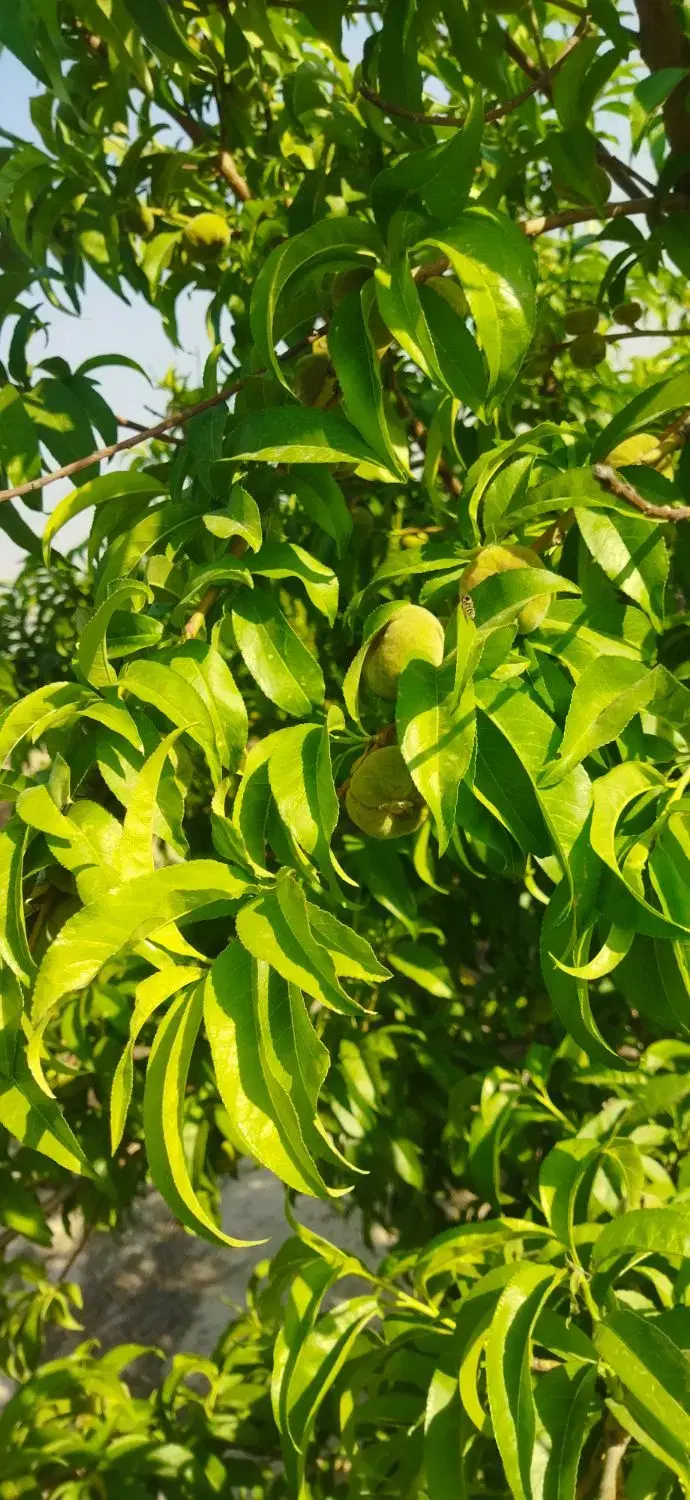 باغ میوه 498متری سند تک برگ نوده دوم رباط کریم