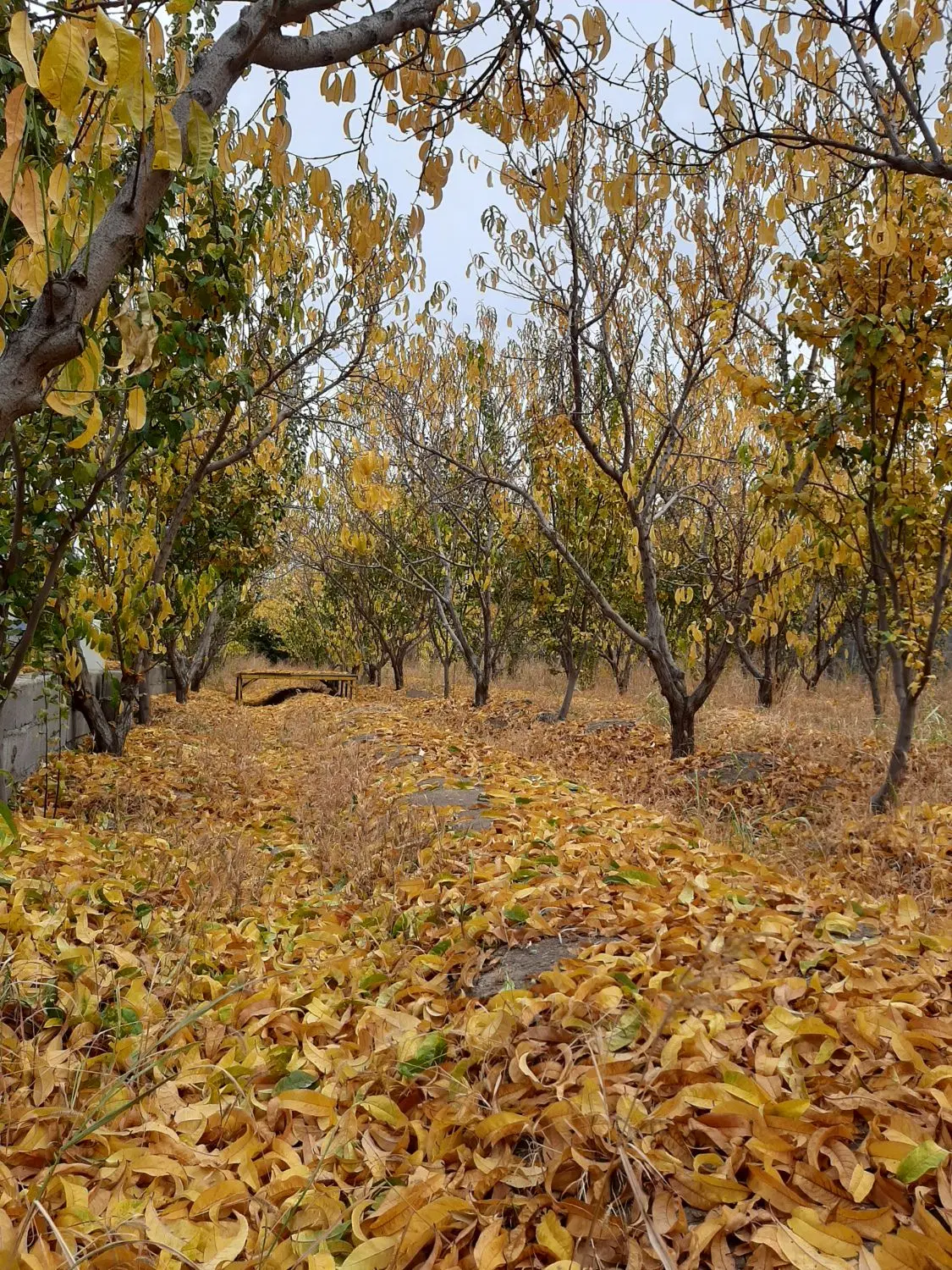 باغ پیربکران نودارامد سند تکبرگ
