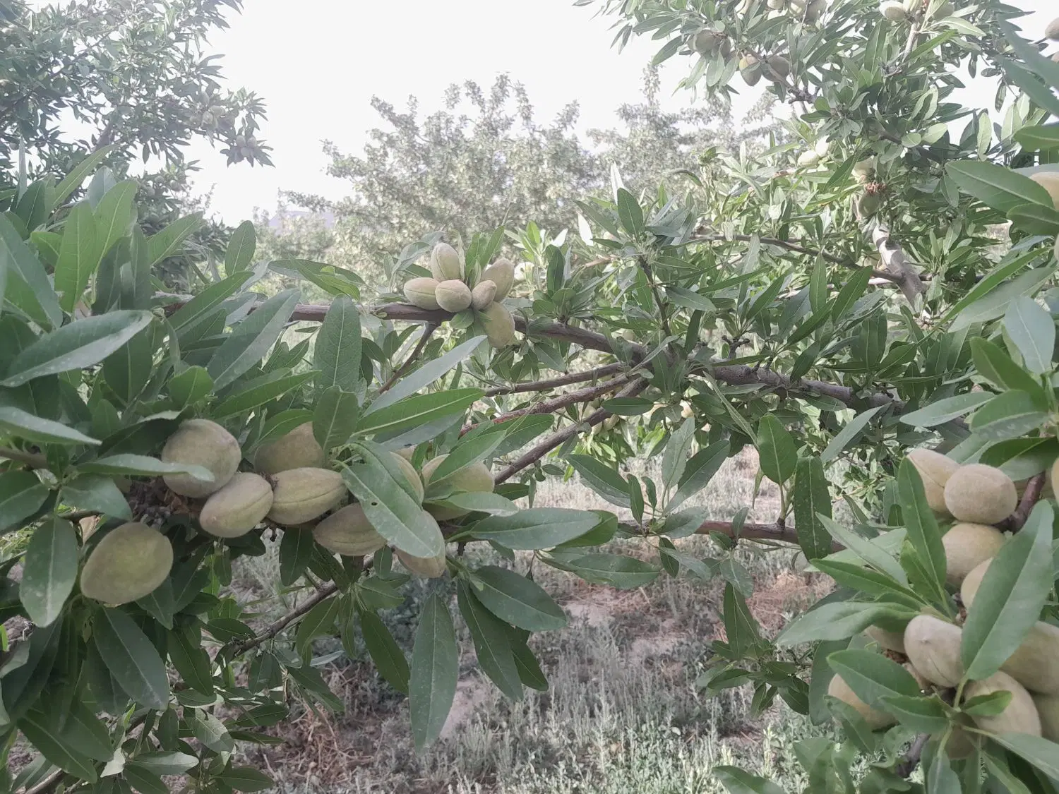 باغ ویلا