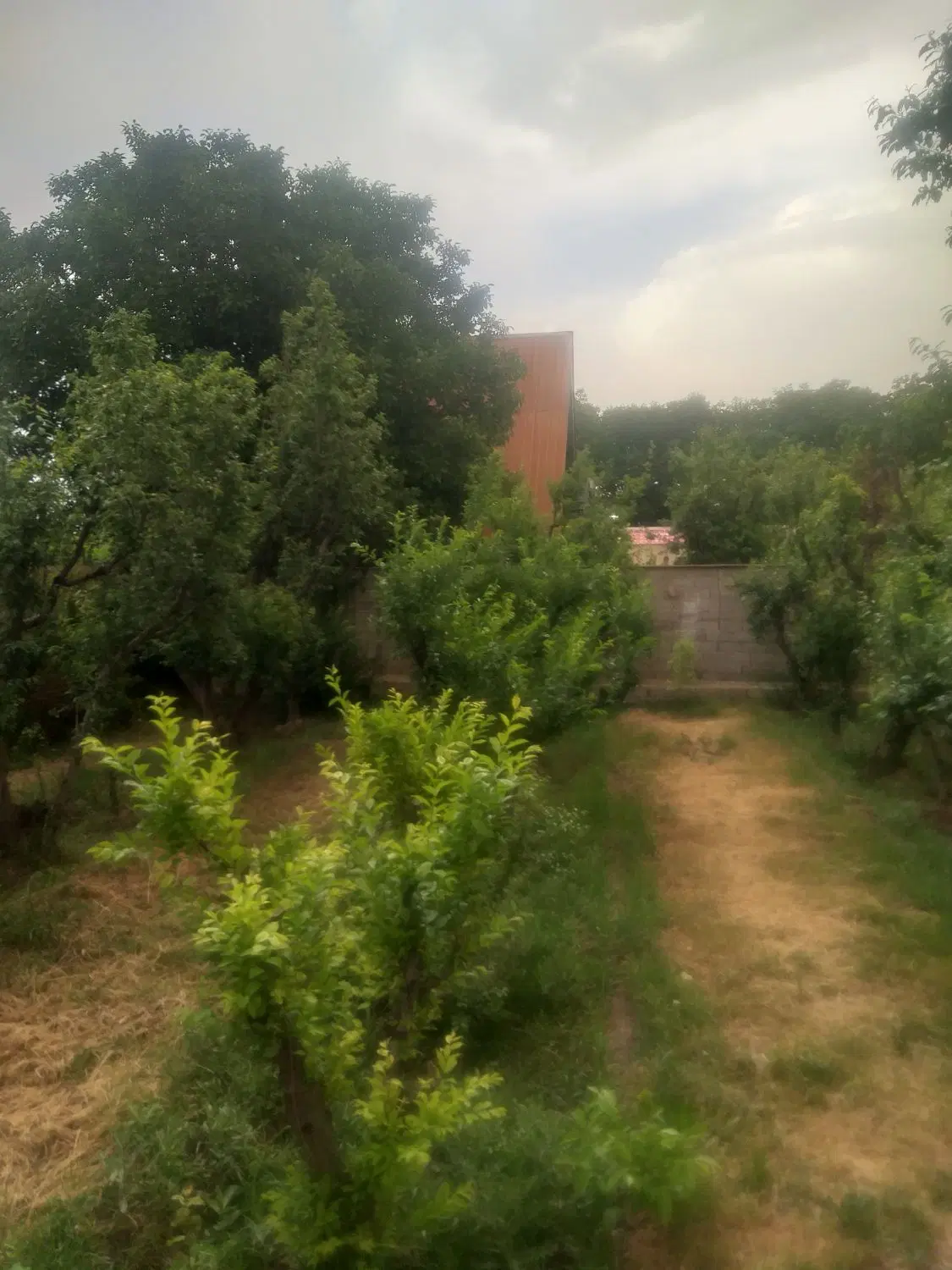 باغ و باغچه