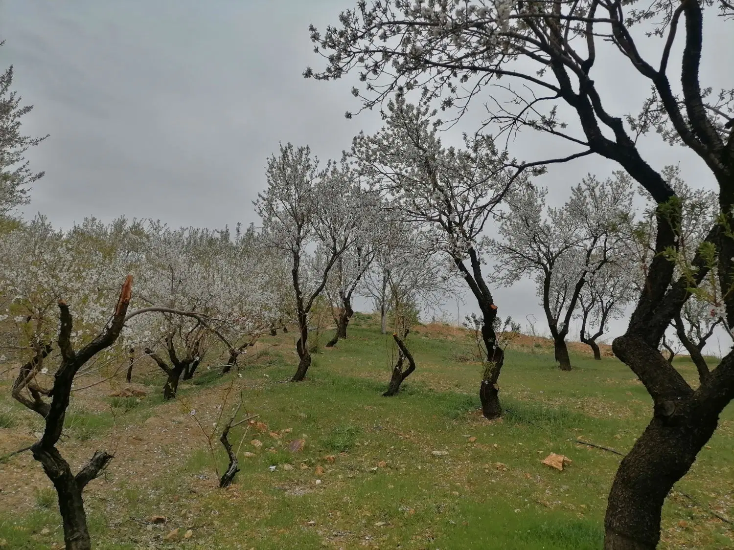 باغ بادام مارکده