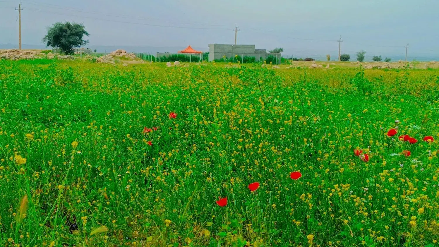 زمین خونه باغ