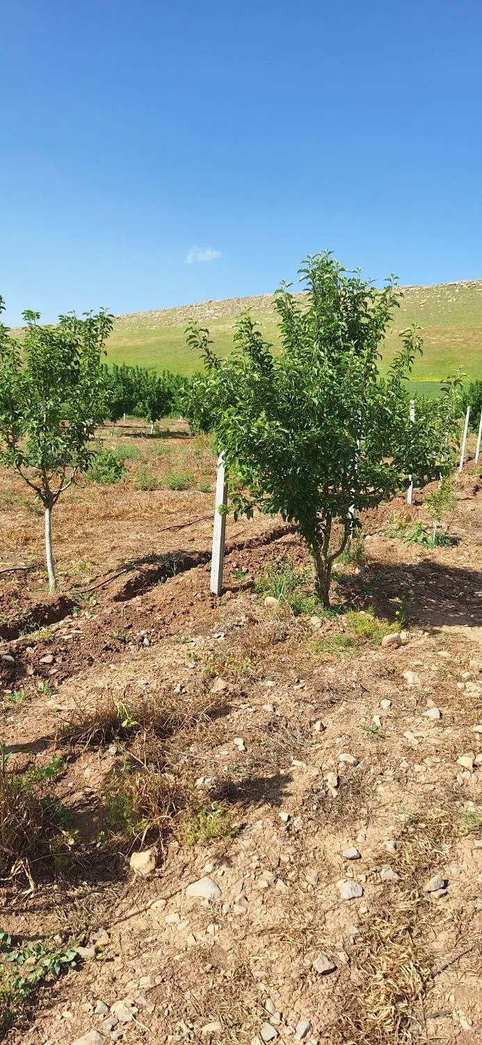 باغ و زمین سراب یاوری