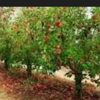 باغ کهک