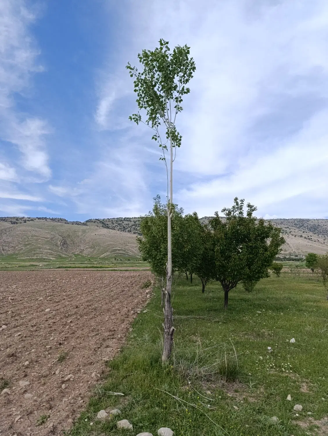 زمین - باغ