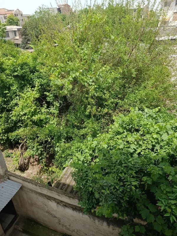 ۴۸۰۰مترطلا اول روستا کارکنده،بندرگزشمال