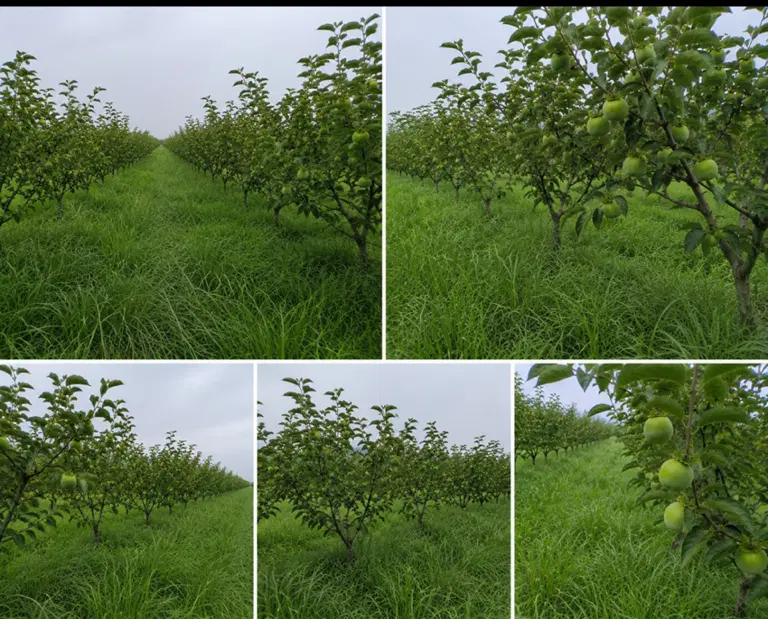 باغ خرمالو