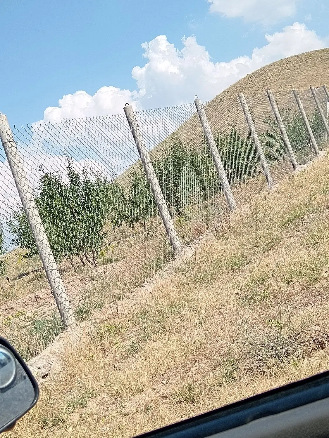 باغ دیمی بادام