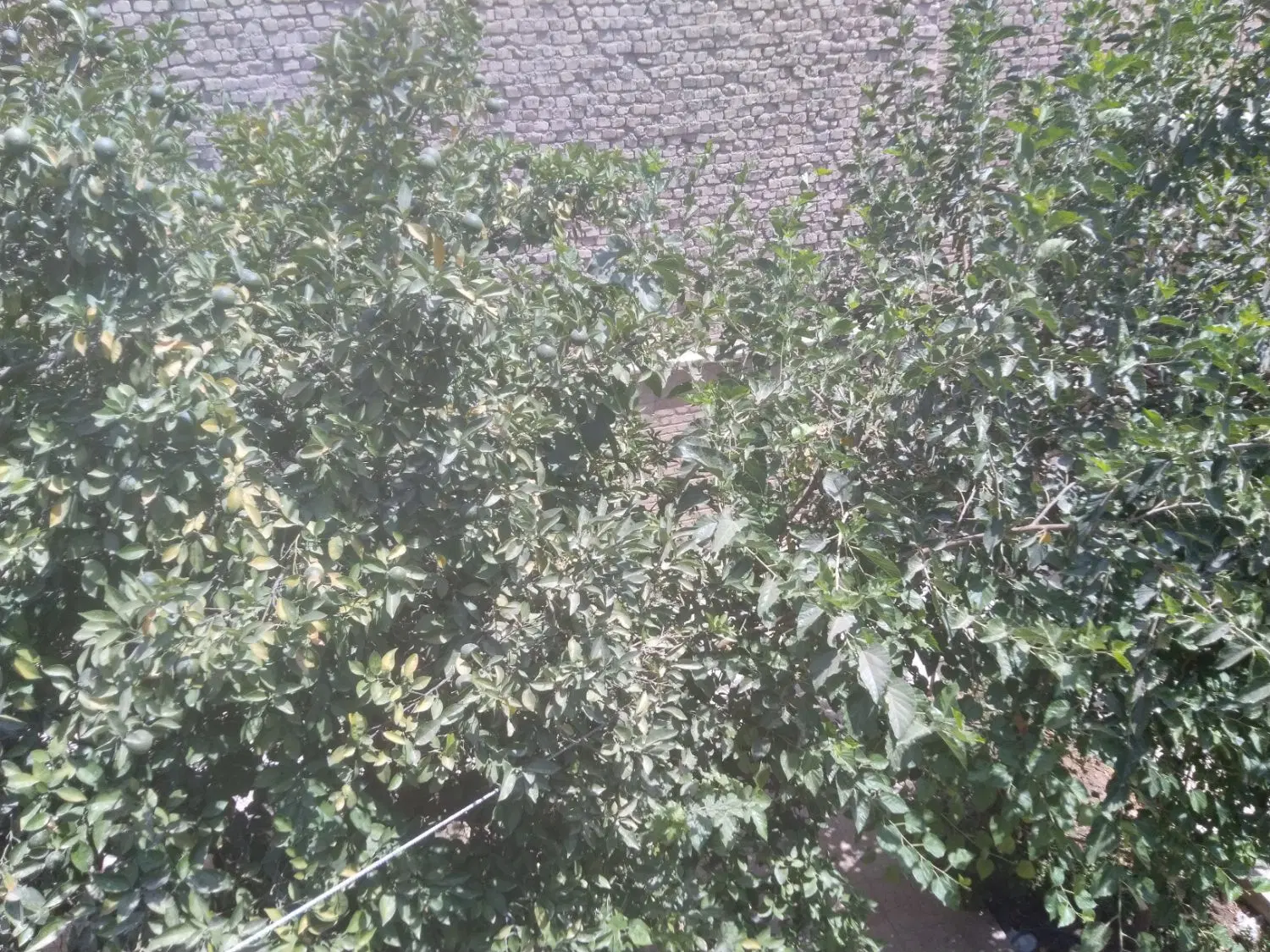 فروش زمین ۲۴۰ متری