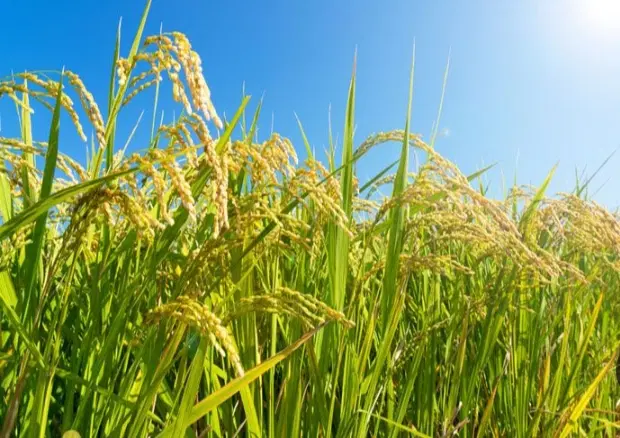 فروش زمین کشاورزی