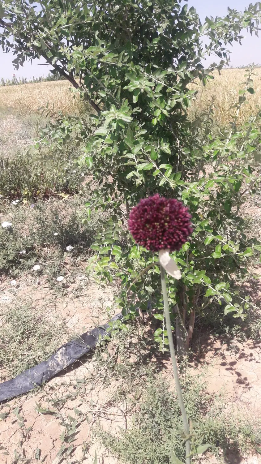 مزرعه