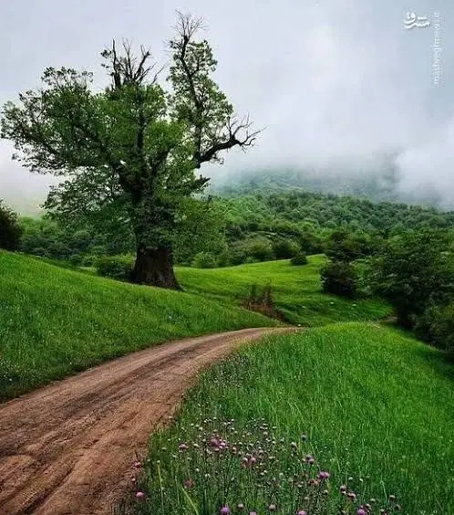 زمین ۹۵ متری در تلوری
