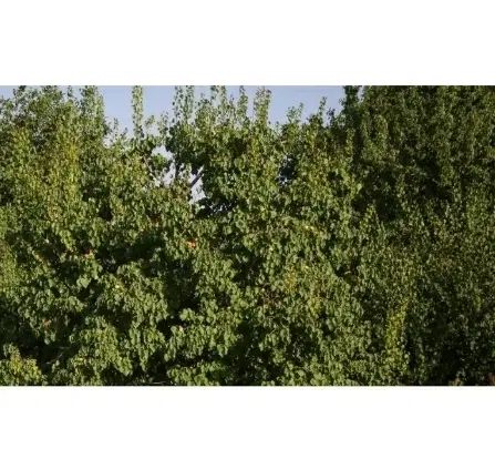 باغ مسکونی مغان