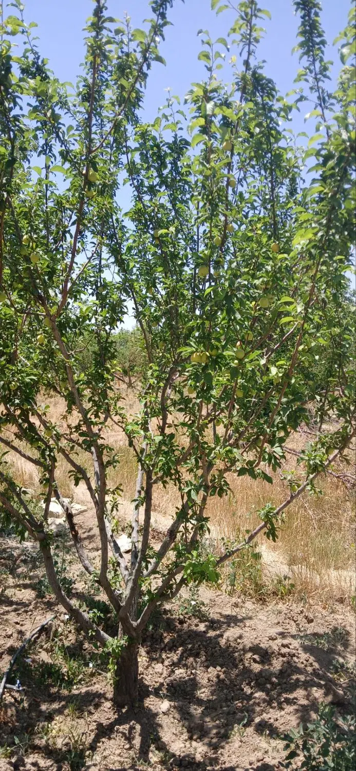 باغ حدودا ۶۰۰ متری