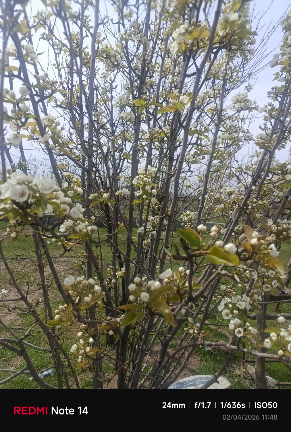باغ الهیه میدان رسالت