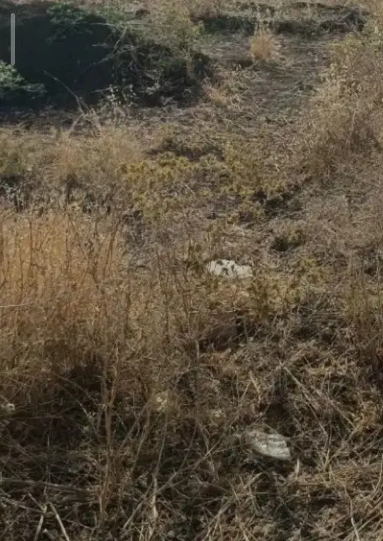 زمین ده پهن