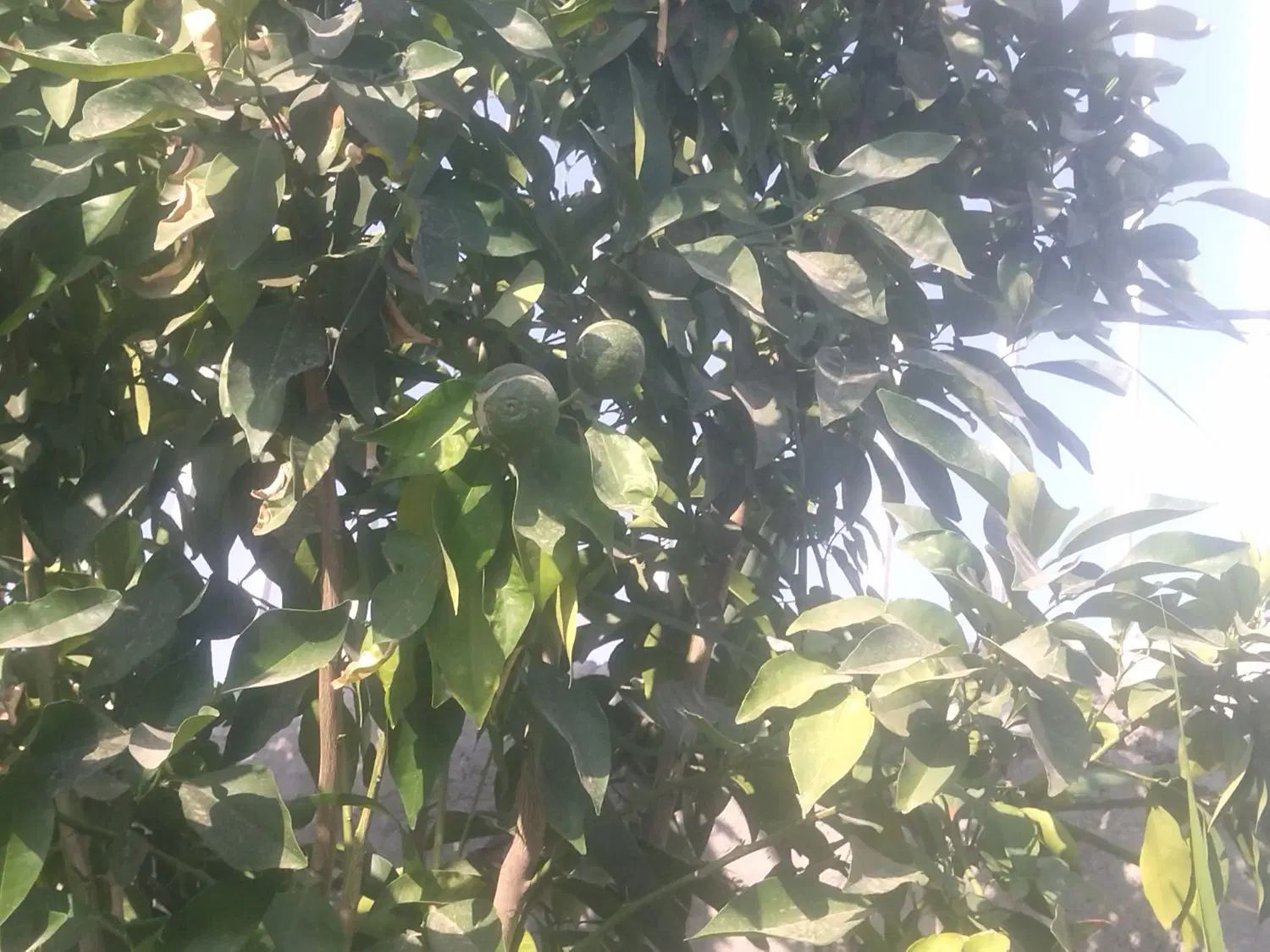 باغچه فروشی شیراز کرونی اخر حسن آباد چسپیده شهرک