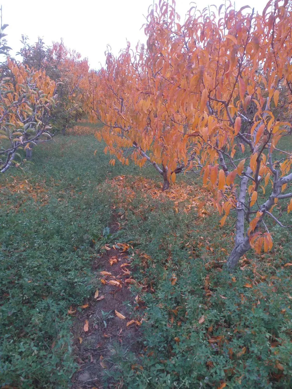 باغ الوان در اردوشاهی جاده سنتو