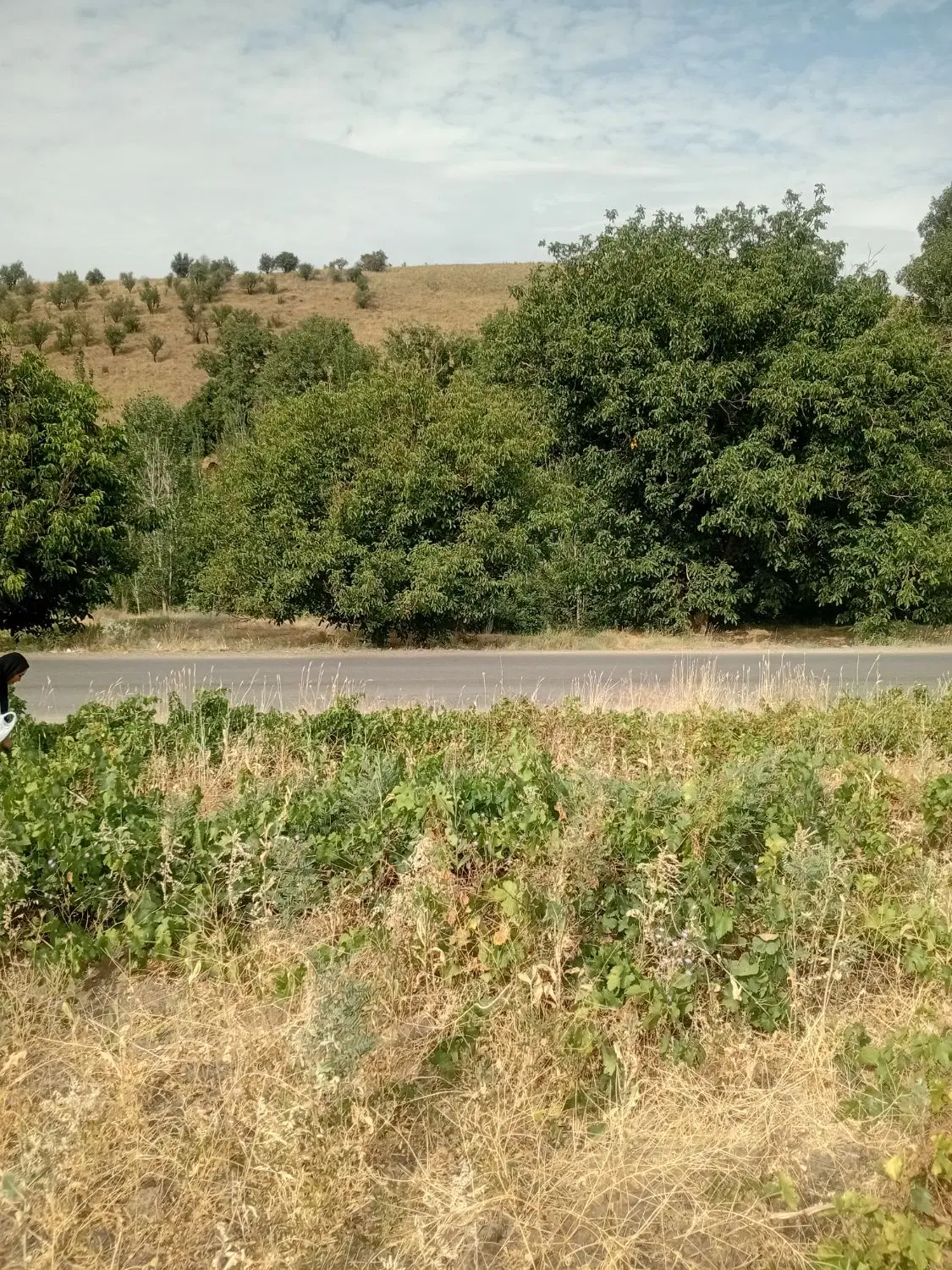 فروش باغ انگور