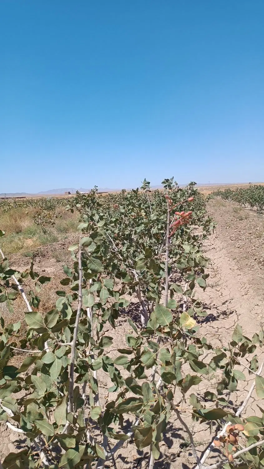 باغ پسته 1_150میلیارد
