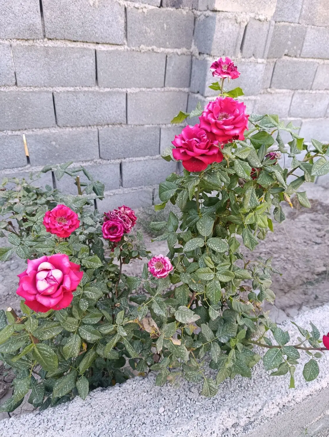 باغچه 300متری