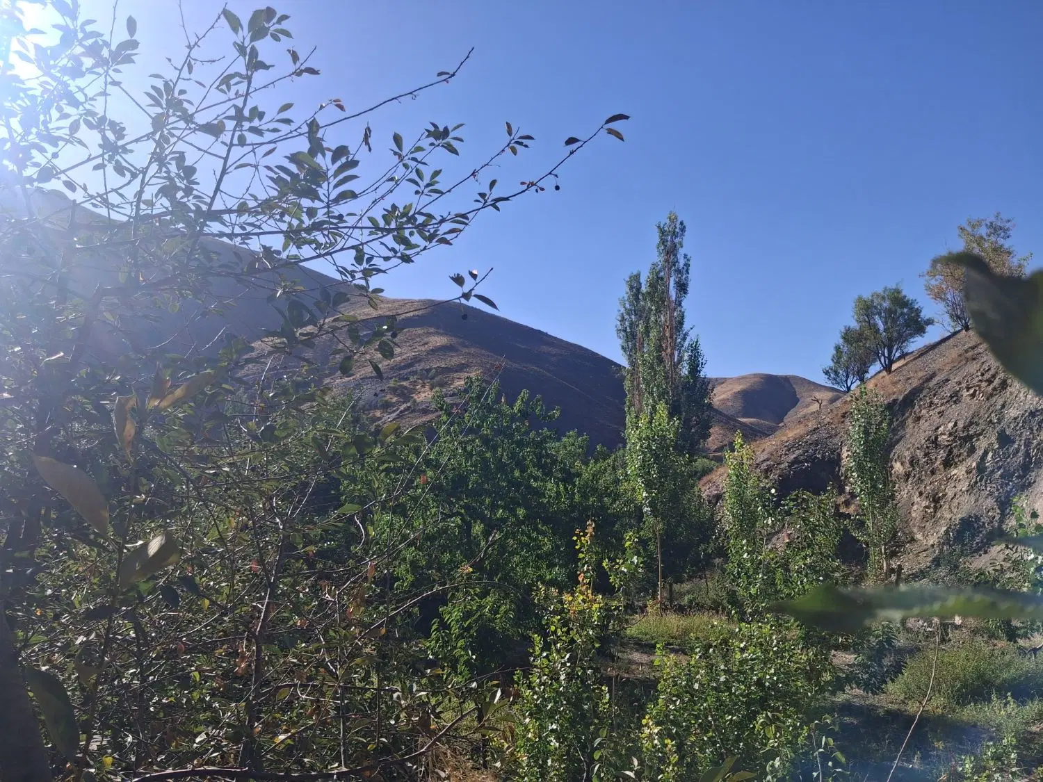 باغ  کردینه