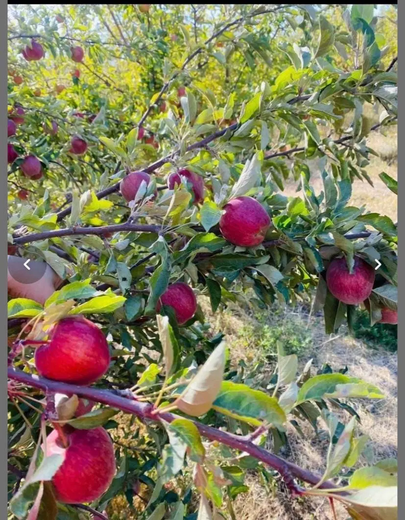 باغ کشاورزی
