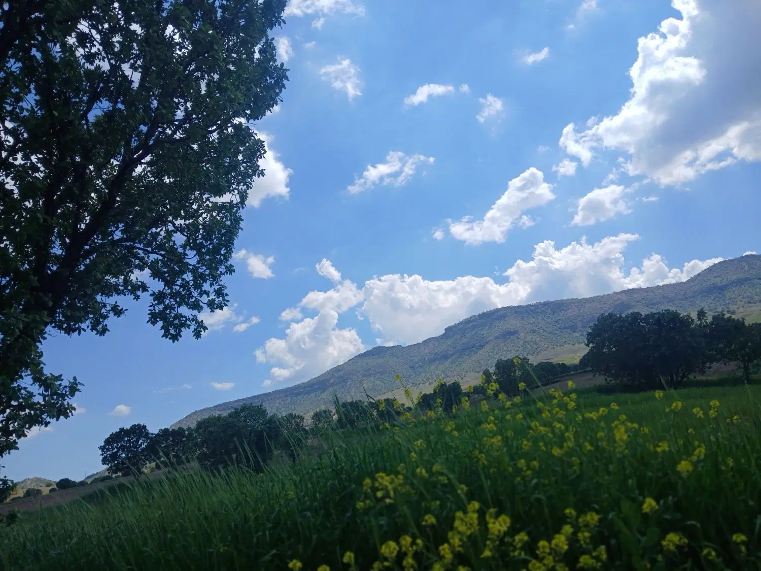 زمین مناسب دامداری و هر گونه طرح