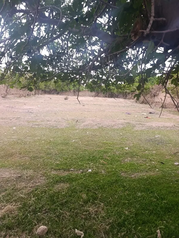 زمین باغ گلباف