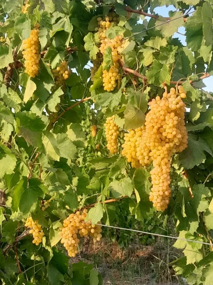 اجاره باغ انگور امام زاده