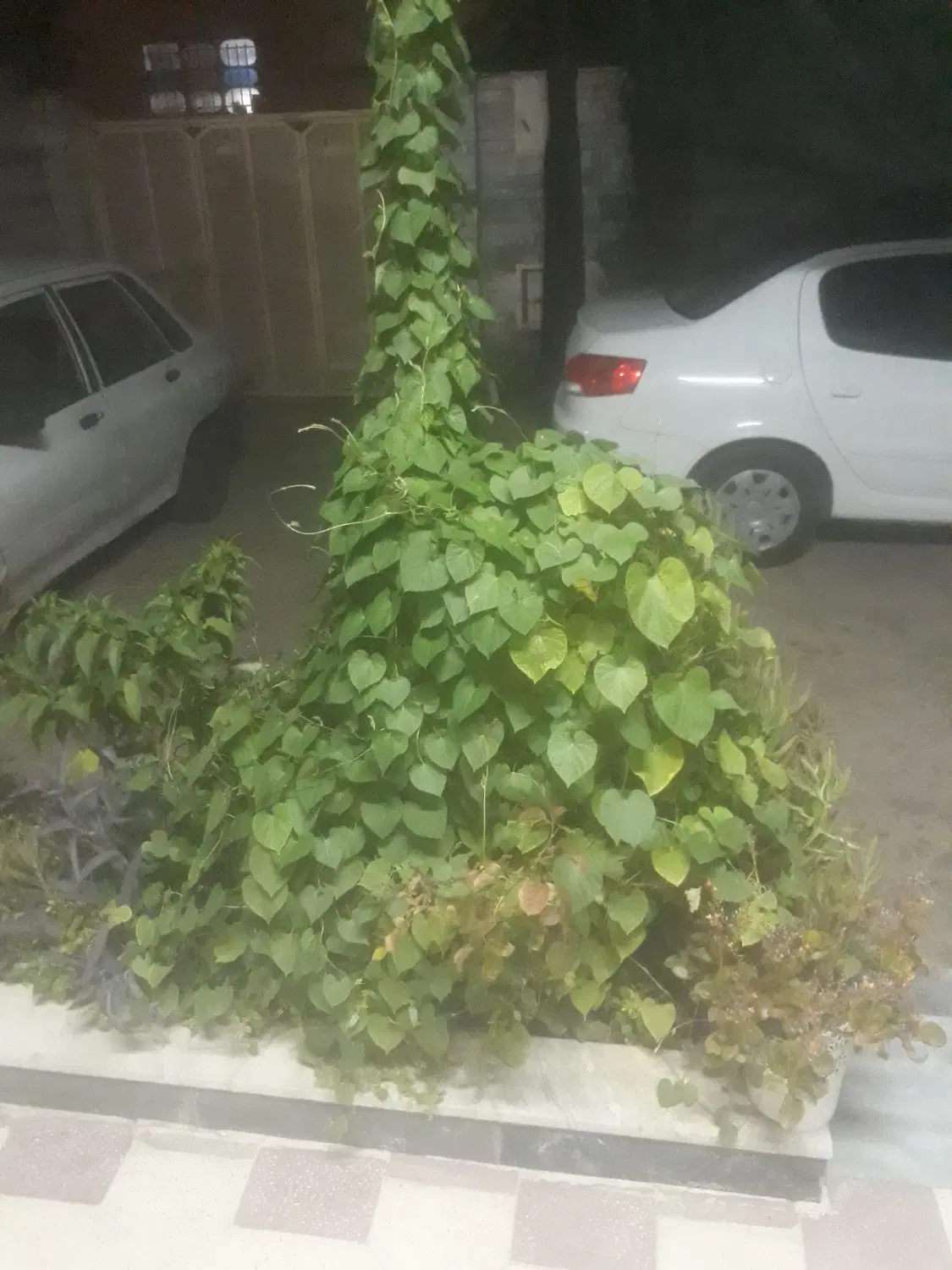 اجاره منزل مستقل  بلوار سادات