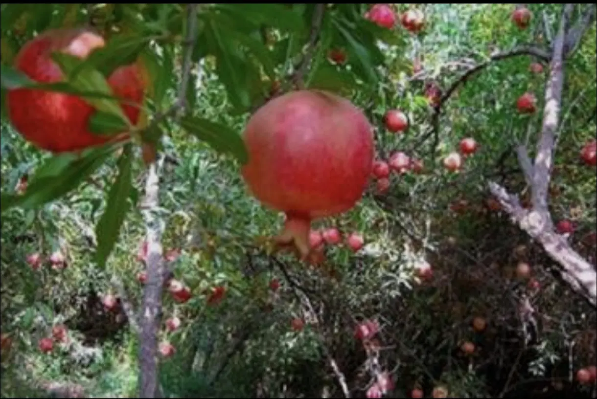 باغ انار کرت بندی گاز وبرق سر زمین سندتک برگ