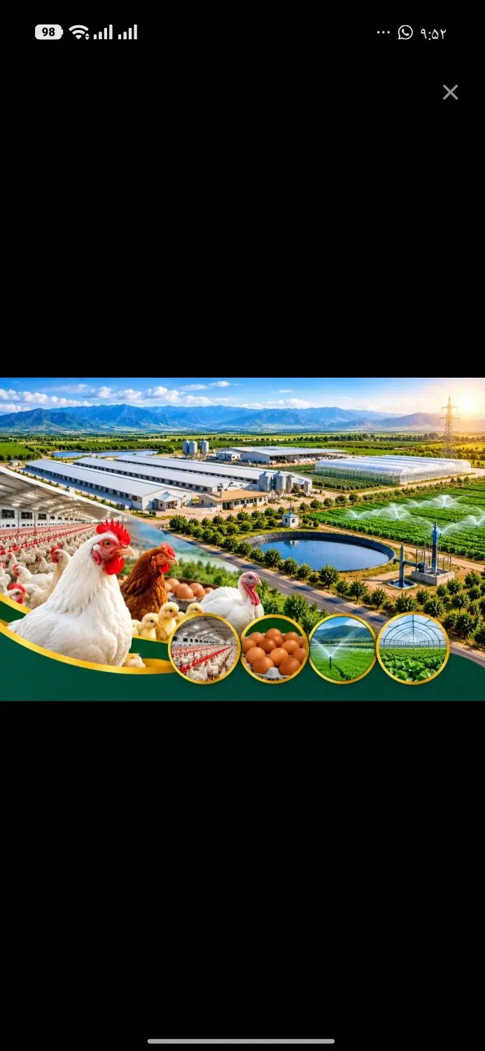 اجاره مرغداری 40هزارتایی