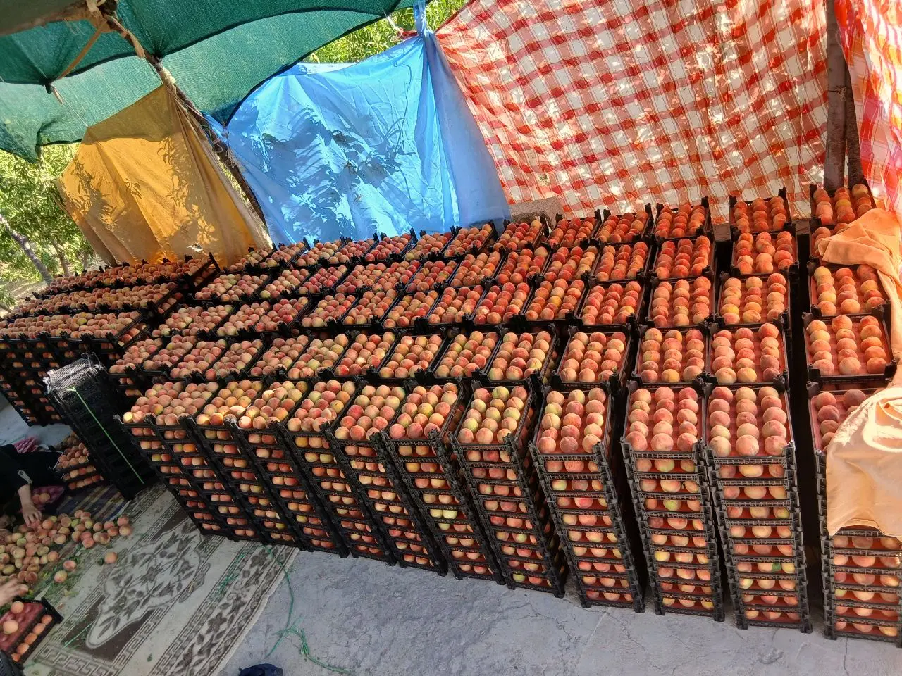 باغ کشاورزی