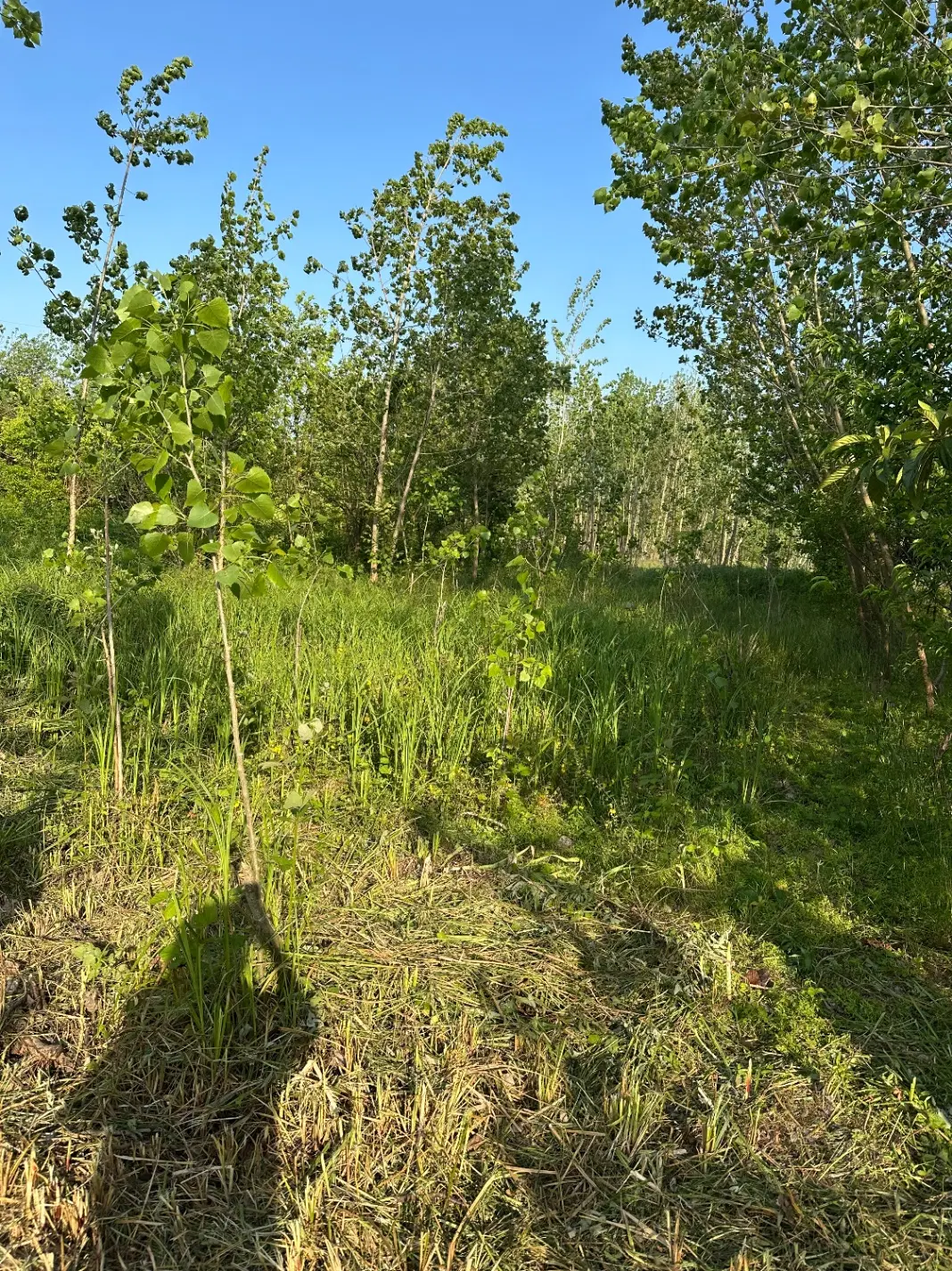 زمین مسکونی درسادات محله کوشالشاد