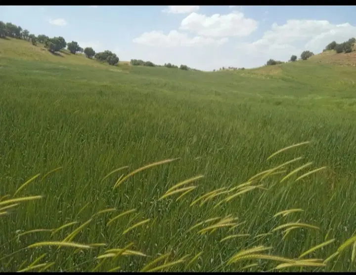 زمین کشاورزی دیم