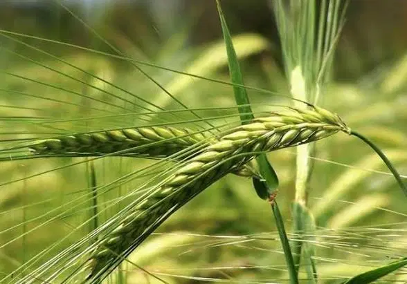 اجاره زمین کشاورزی (مرزآباد) موسیان