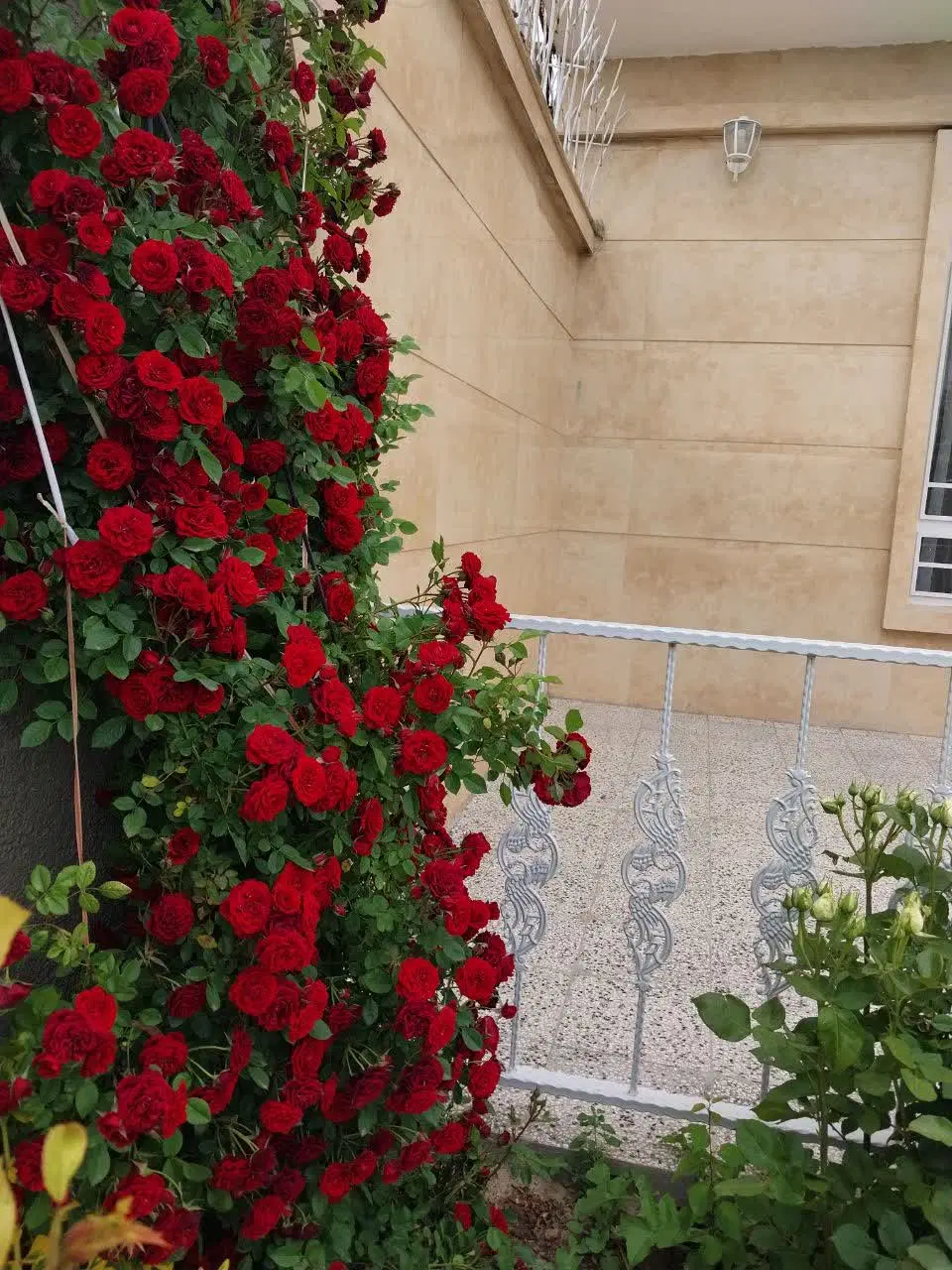 باغ ویلای زیبا روستای بهنگ تربت حیدریه