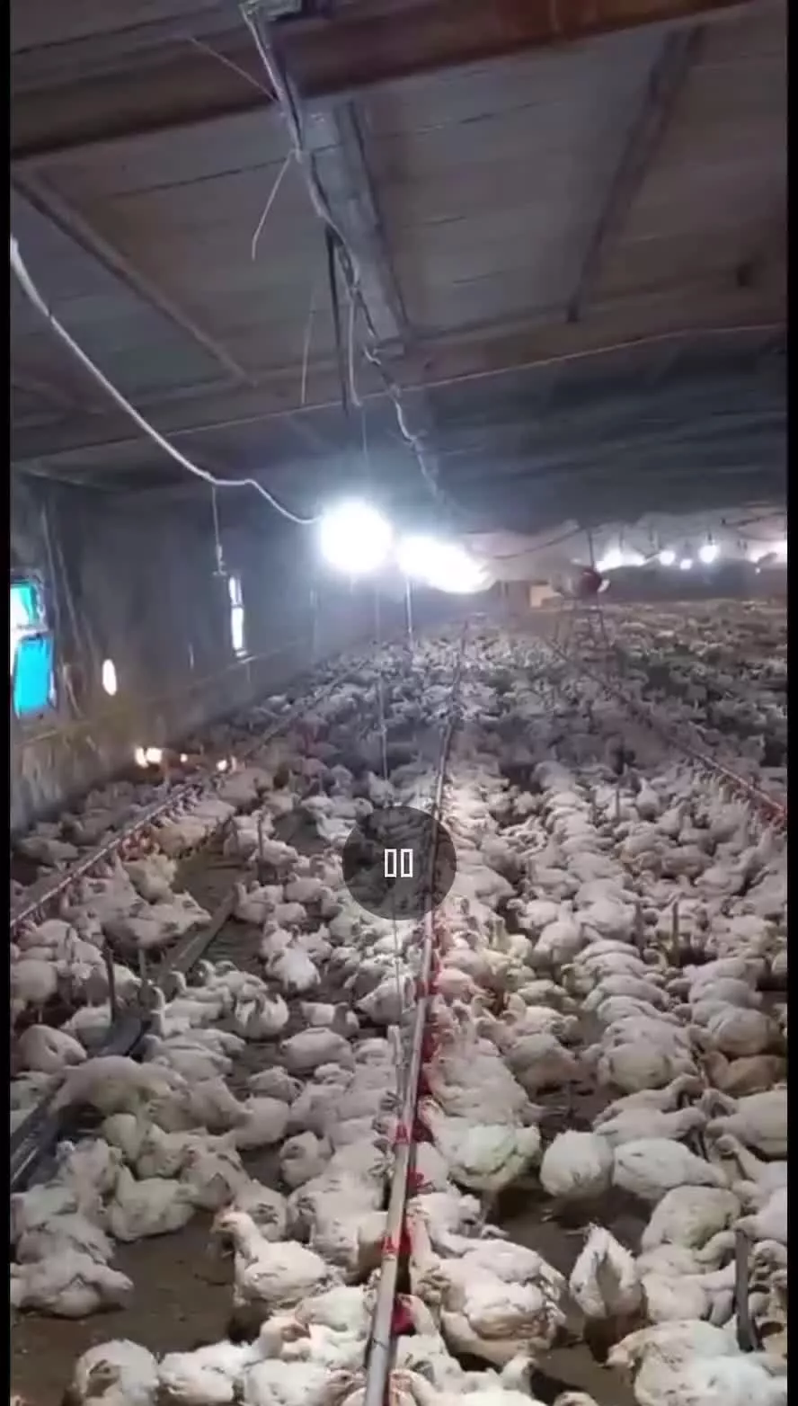 فروش ف وری مرغداری گوشتی