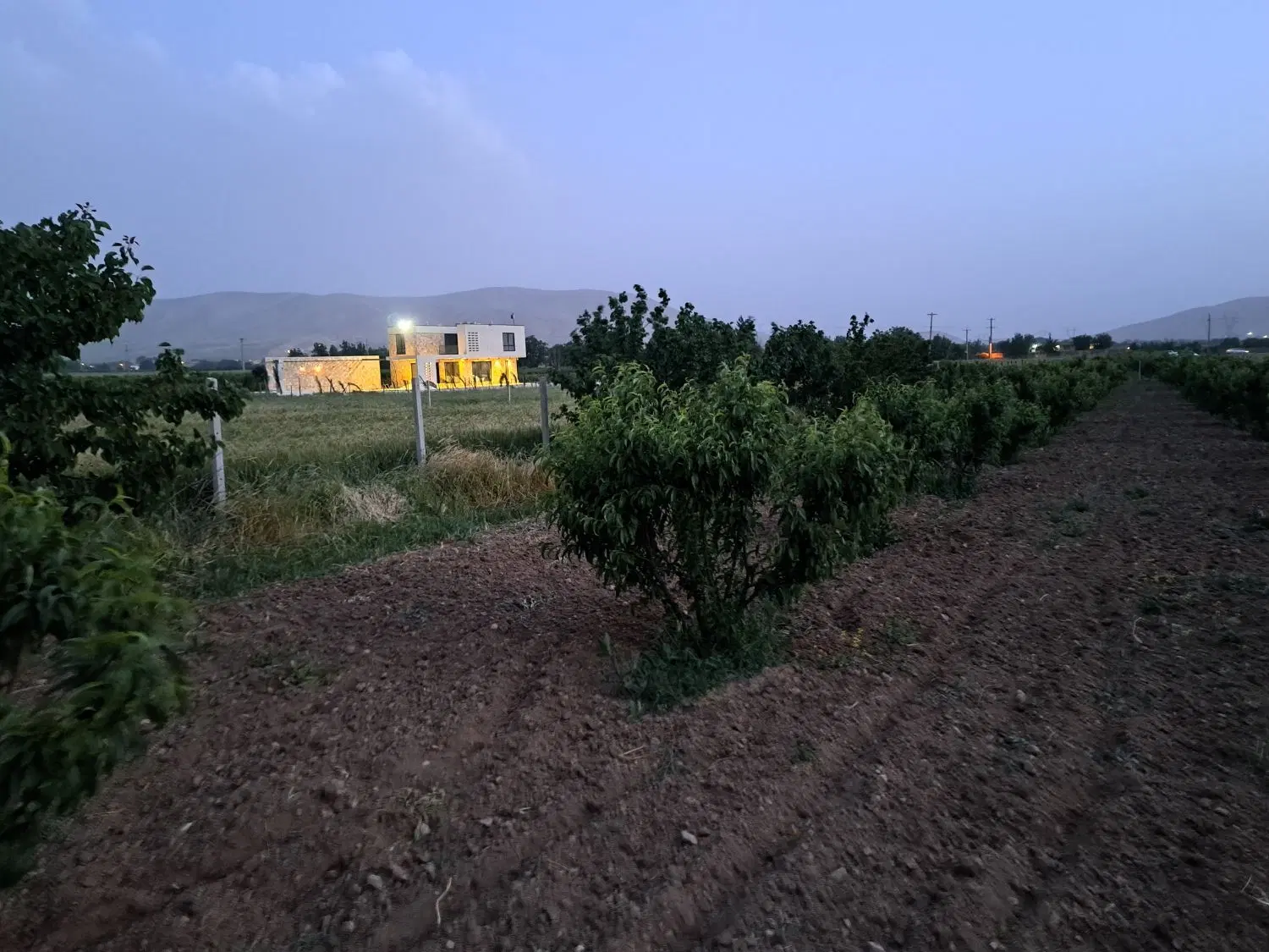 فروش یک قطعه باغ کمالوند