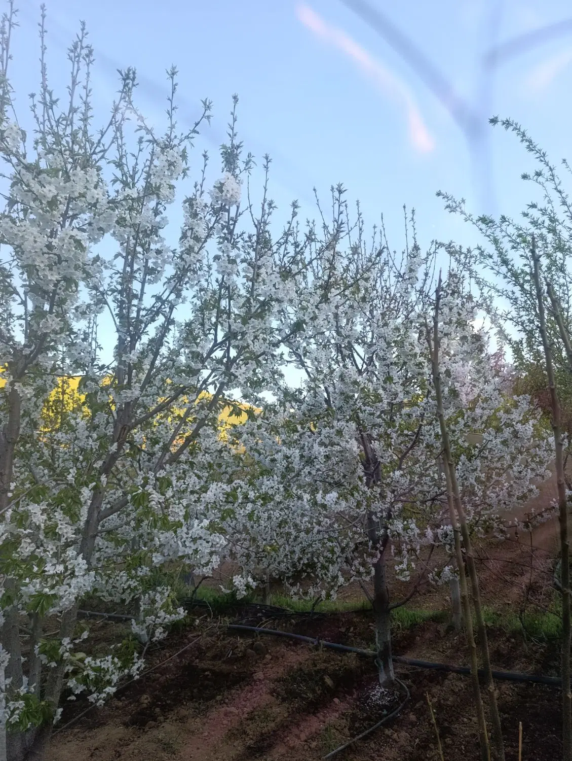 مغازه دارم برای شراکت بربری یا نانوای